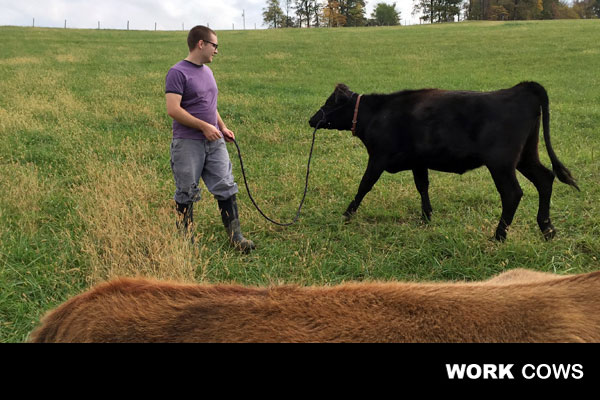 dairy_farmer_cows_land