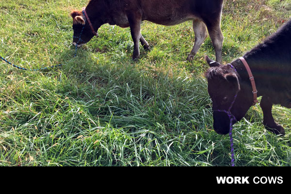 lawn_mowing-cows