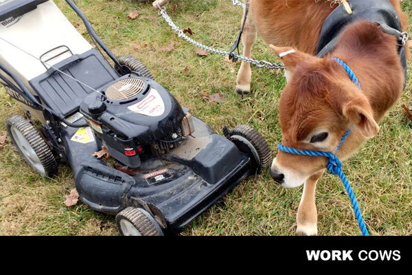 raising_baby_calves