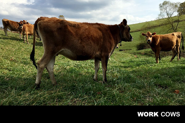 work_cows_on_pasture