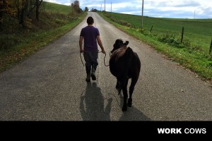 working_bovine_farmer