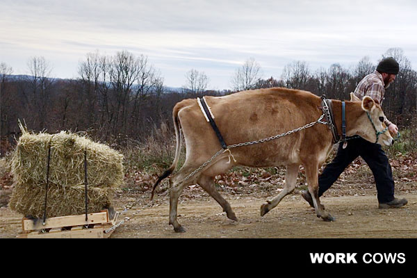 working_bovine_pulling