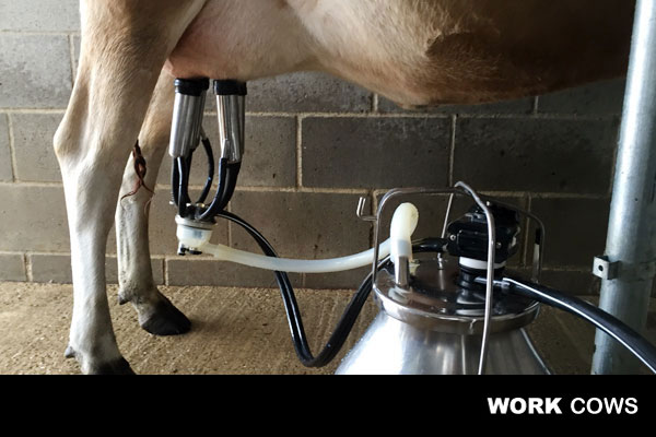 working_cow_milking_parlor