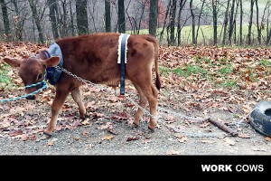 working_steer_training